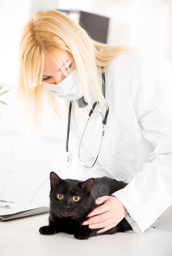 Chat chez le vétérinaire pour une coloscopie