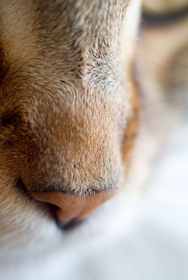 Truffe d'un chat avant une rhinoscopie