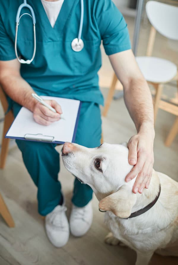 Chien chez le vétérinaire pour une arthroscopie