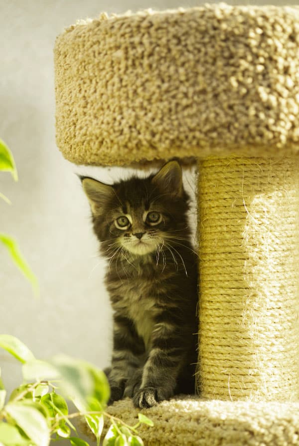 chat gris sur un arbre a chat maison