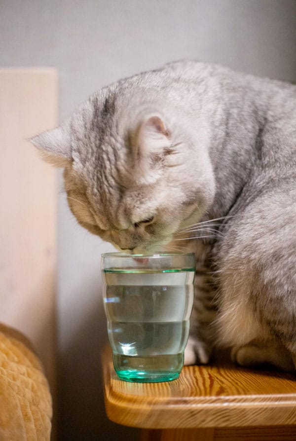 Chat qui boit de l'eau dans un verre