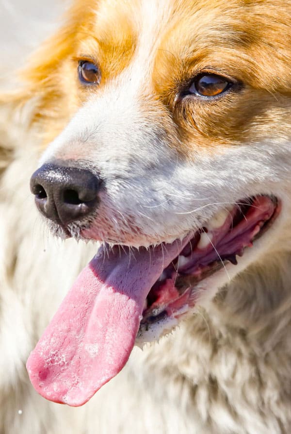 Chien ayant une mauvaise haleine