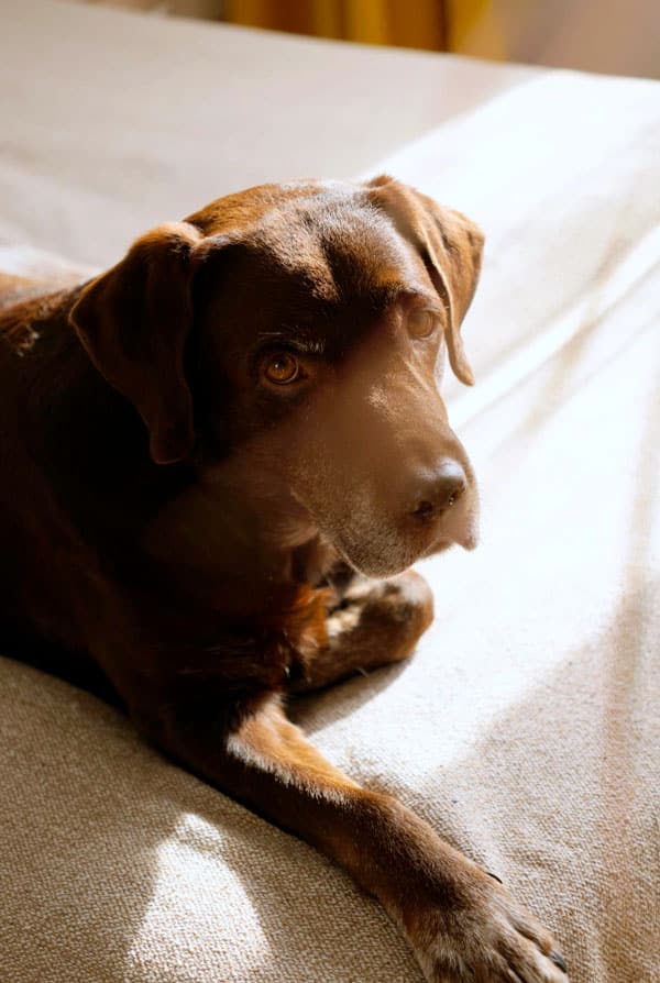 chien brun repos maison soleil