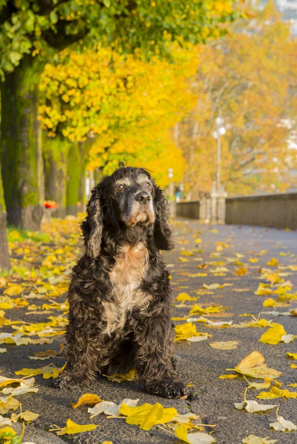 chien en balade regard fixe dans le vide