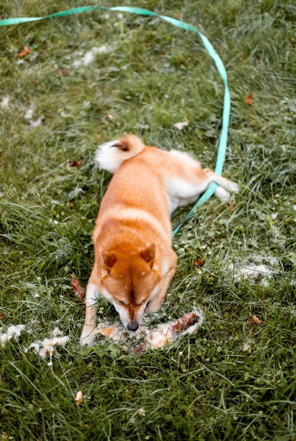 Chien qui mange des crottes