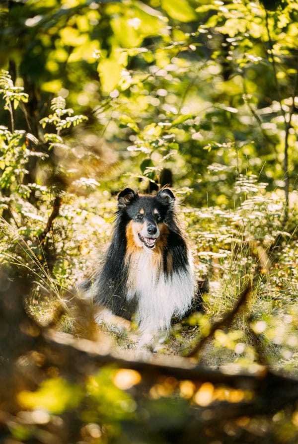 chien noir et blanc dans la foret abeille piqure