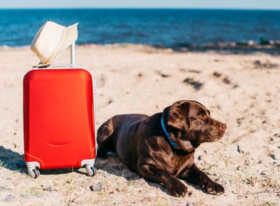 Chien sur la plage malade pendant les vacances