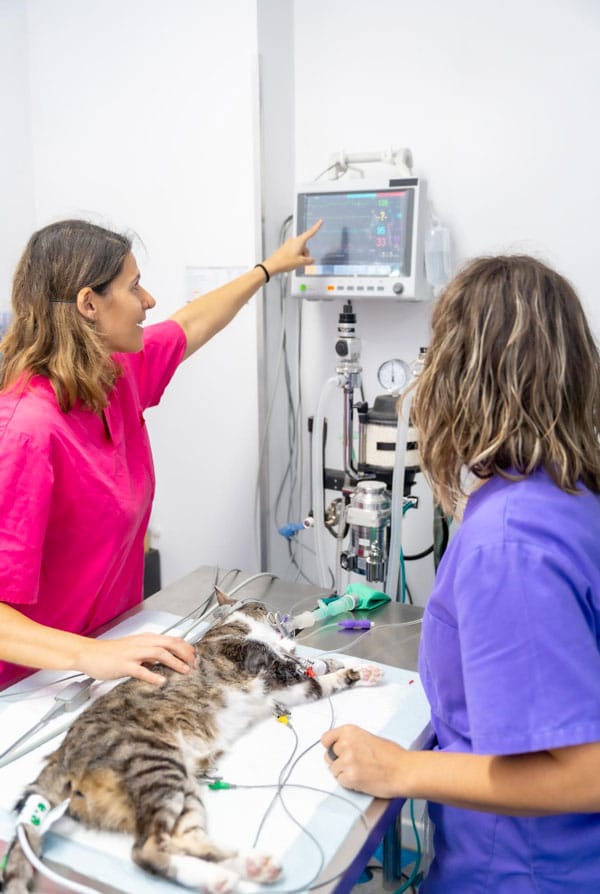 Chat chez le vétérinaire pour une fibroscopie