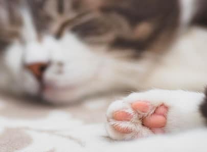 image mise en avant chat patte coussinet