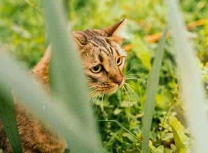 chat tricolore dans un jardin herbe