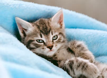 Chaton gris sur une couette bleu