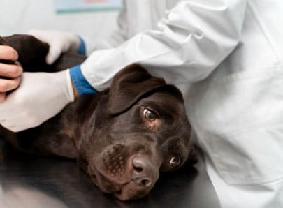 Chien brun en chirurgie vétérinaire