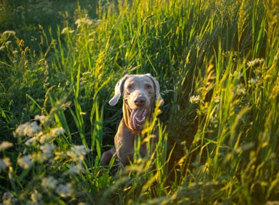 chien dans des herbes haute abeilles