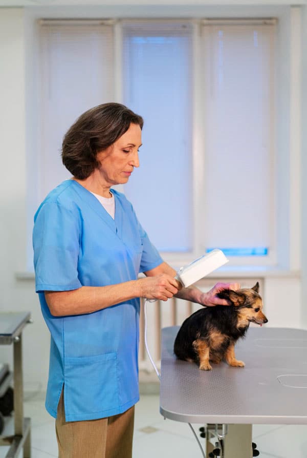 Chien chez le vétérinaire pour une laparotomie
