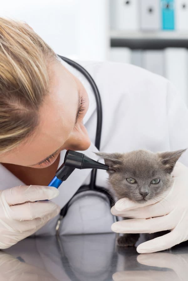 Chat chez le vétérinaire pour une otoscopie