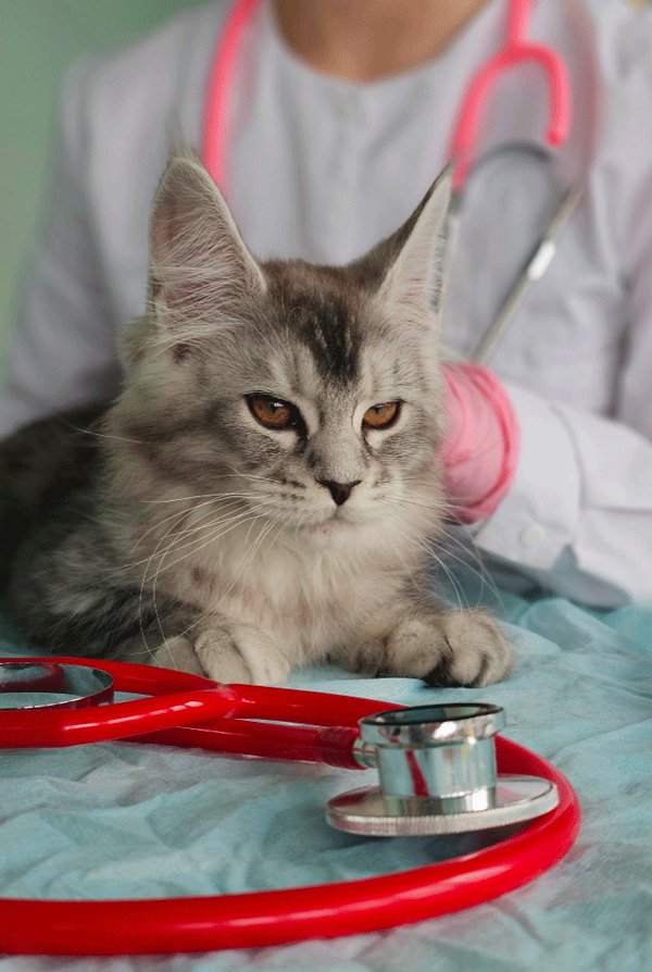 Chat chez le vétérinaire pour une scintigraphie