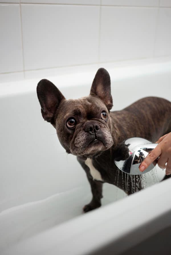 Bouledogue Français noir peur de la douche