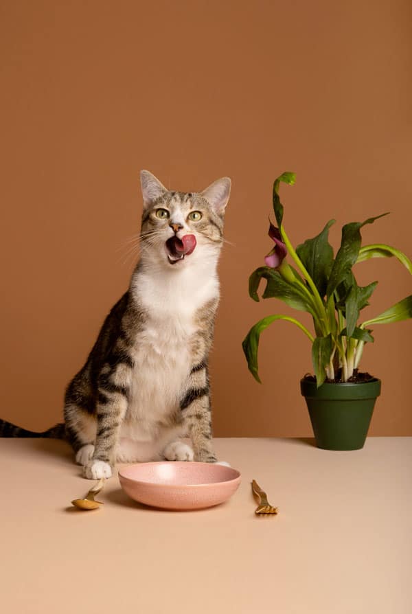 chat alimentation crue digestion