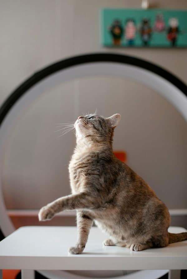 chat alimentation crue energie