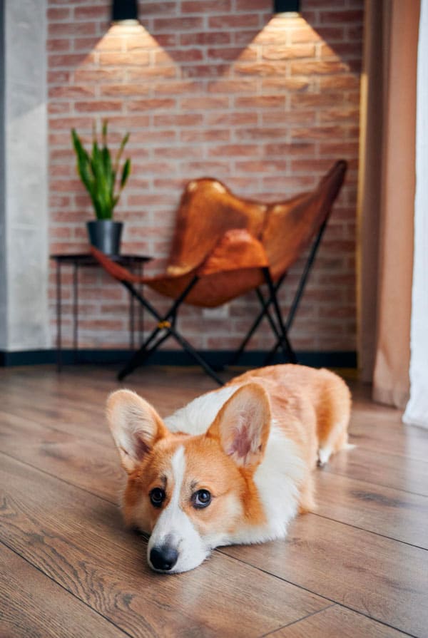 chien corgi beige blanc ennuie maison