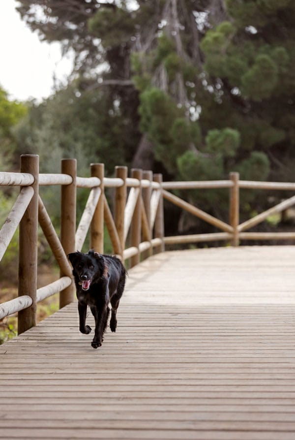 Chien noir rappel