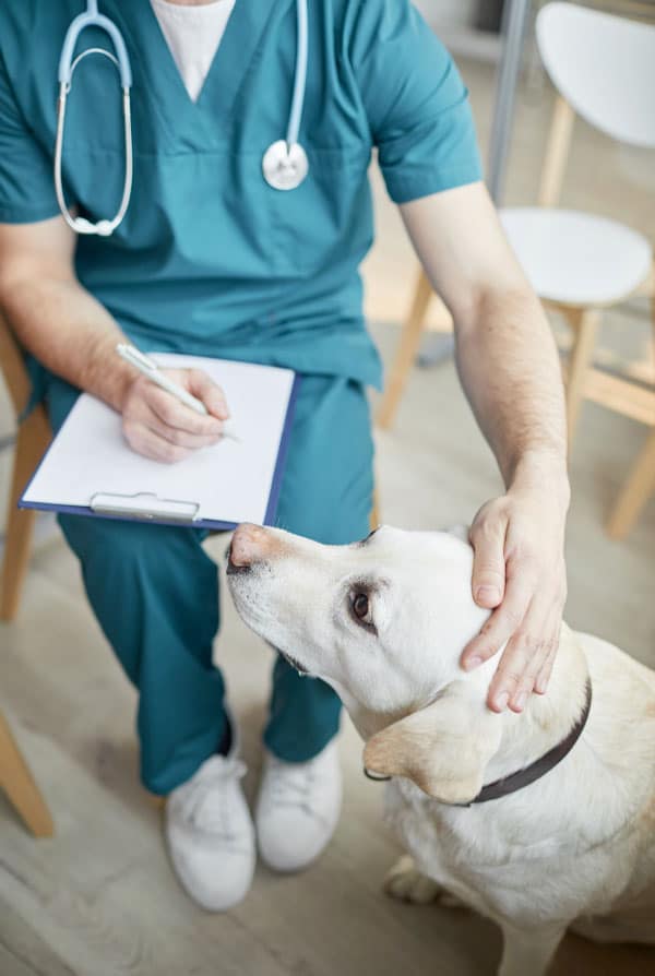 Chien vétérinaire carnet de santé