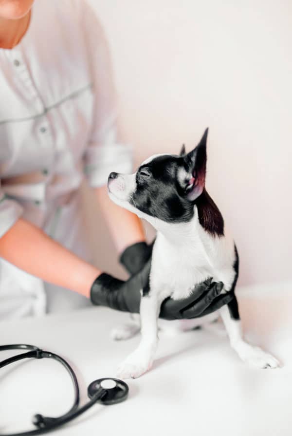 petit chien noir et blanc chez le veterinaire