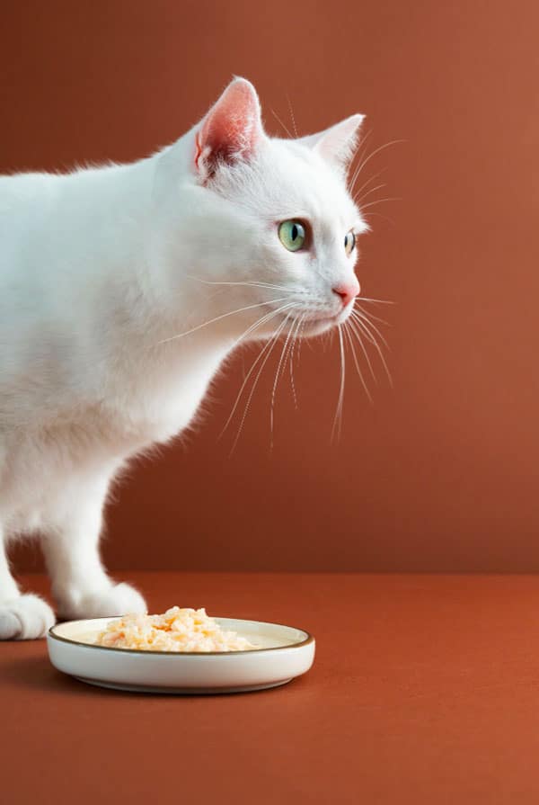 chat blanc alimentation maison