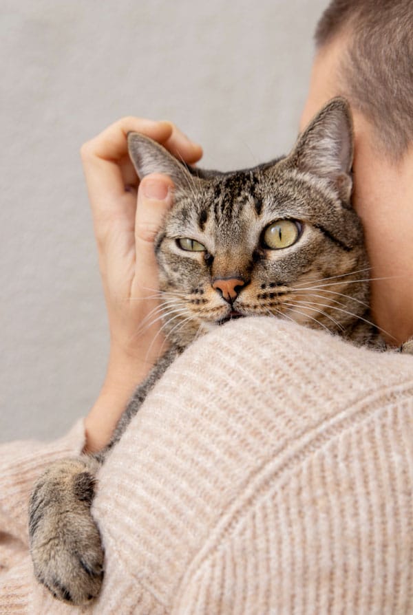 Chat câlin propriétaire
