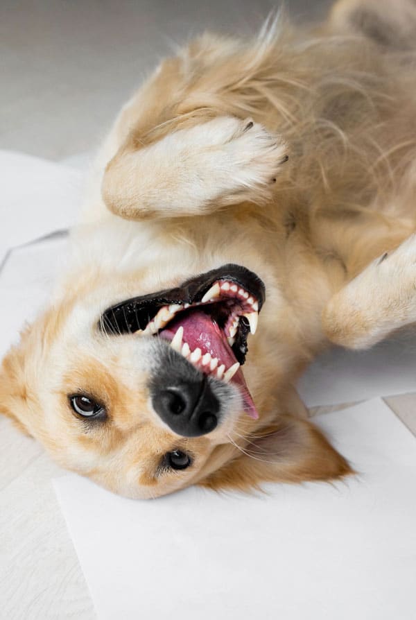 chien alimentation crue sante dentaire