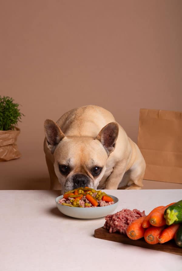 Chien bouledogue français brun, alimentation maison