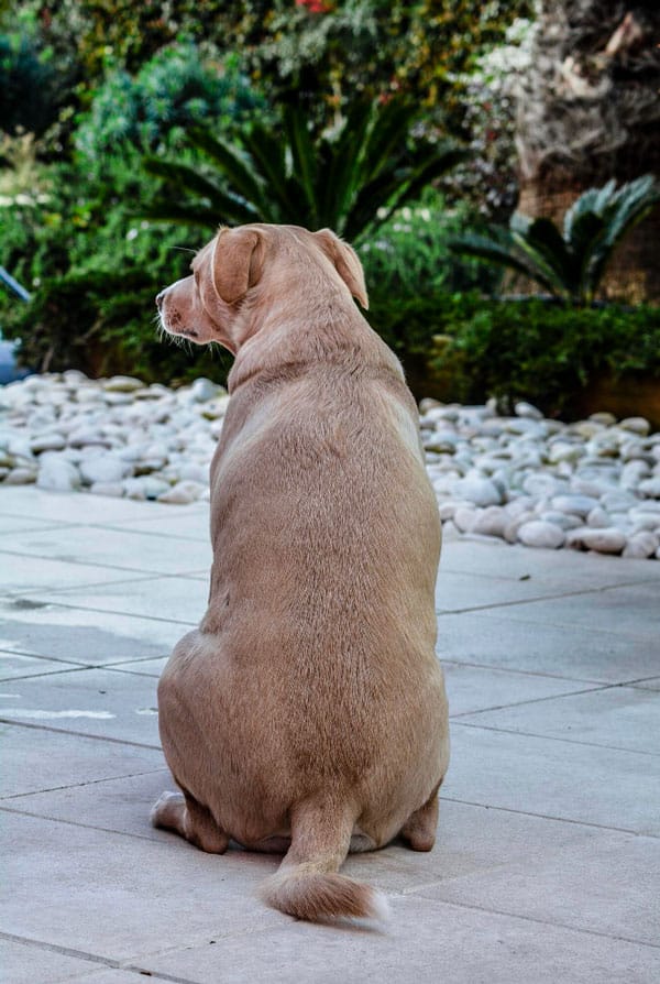 Chien brun marron assis de dos