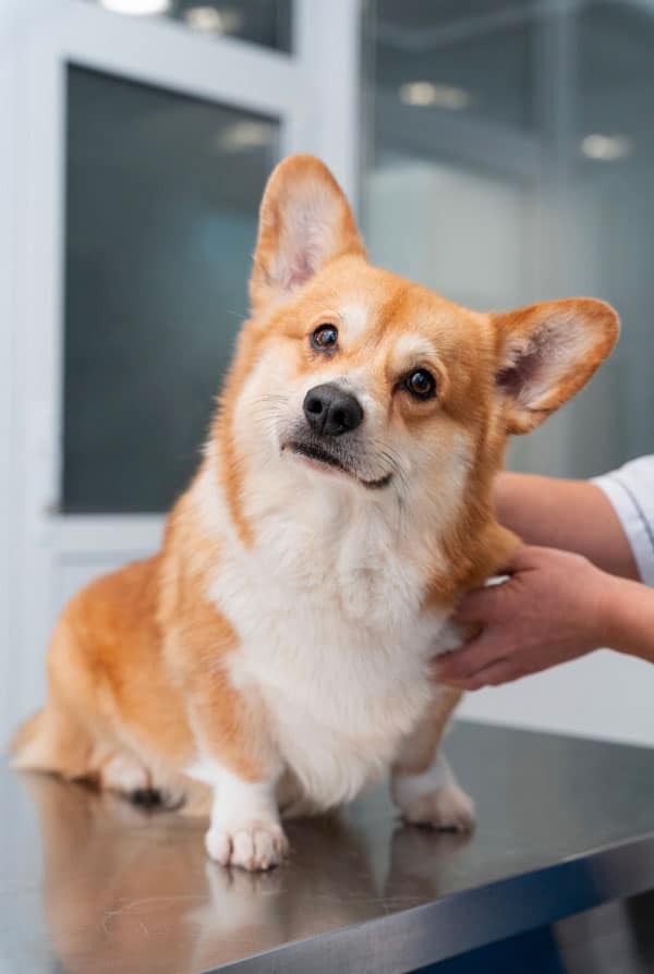 chien corgi beige blanc en visite chez le vétérinaire