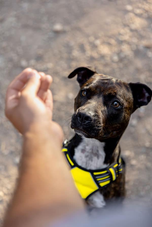 Un chien noir qui apprend le rappel grâce à des récompenses