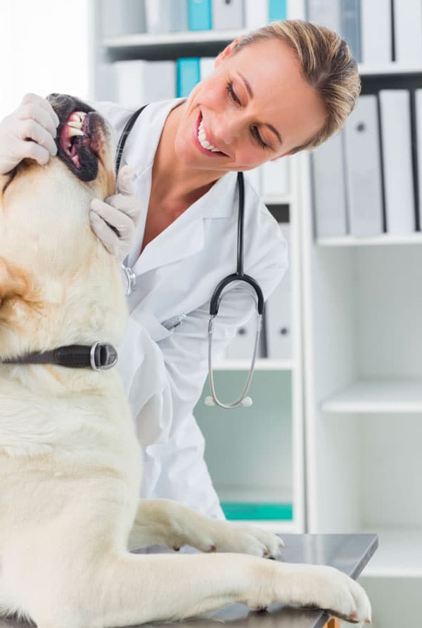 grand chien blanc en visite, bilan de prévention dentaire