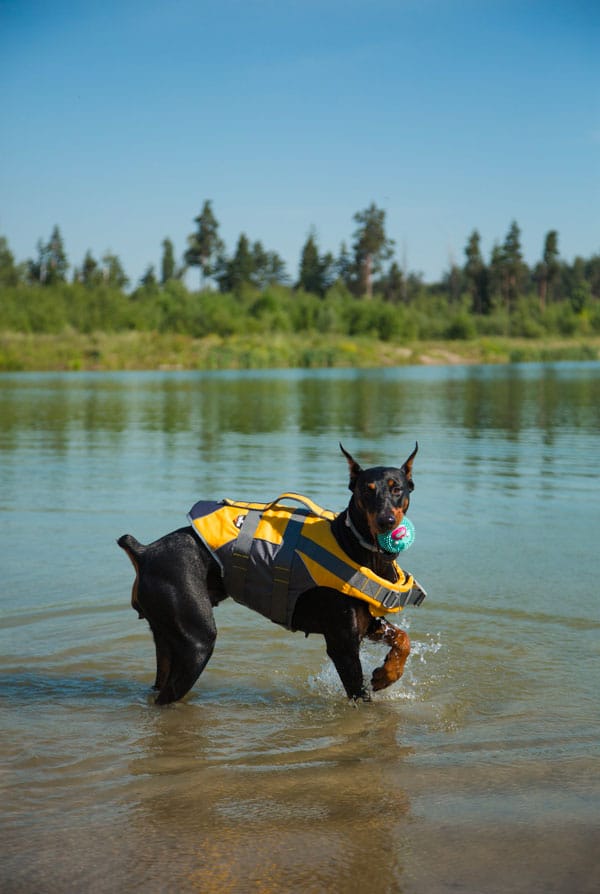 Grand chien dans un lac gilet de sauvetage