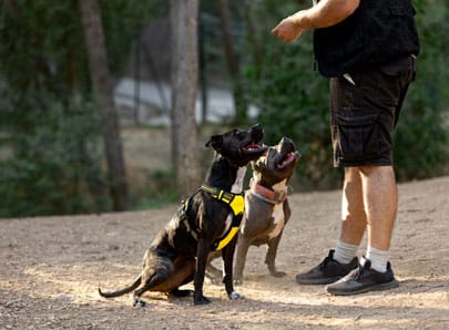 deux chiens qui apprennent le rappel