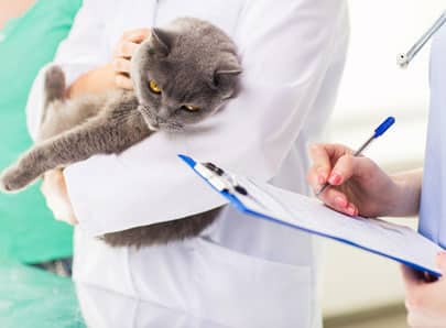 chat vétérinaire, carnet de santé