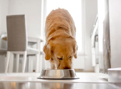 Chien alimentation crue