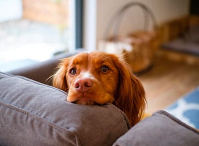 chien brun ennuie