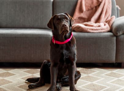 chien brun fonce chocolat assis