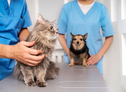 chien chat, bilan prévention vétérinaire