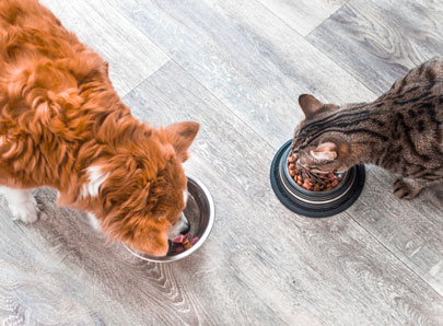 Chien et chat qui mange ensemble