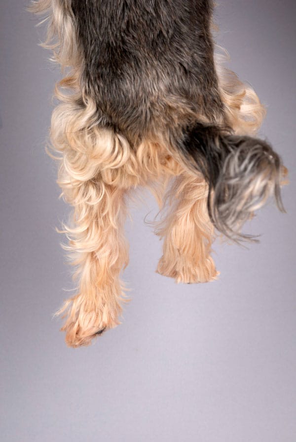 petit chien bige noir allonge queue