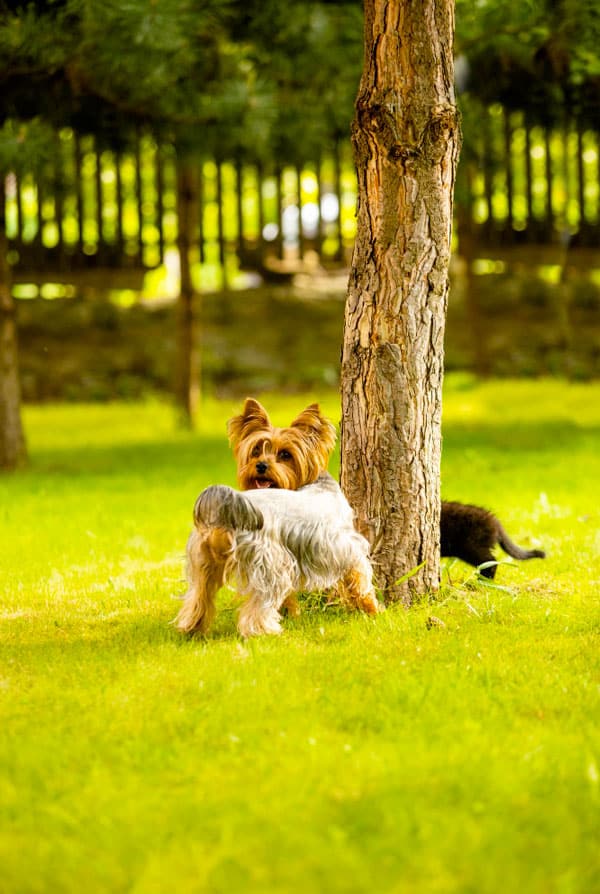 Petit chien rappel parc