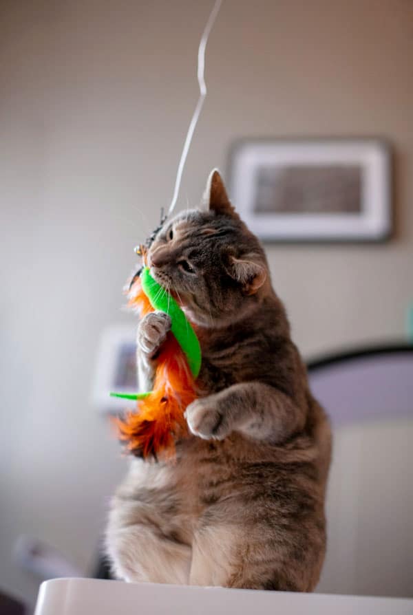 Chat jouet stimulant