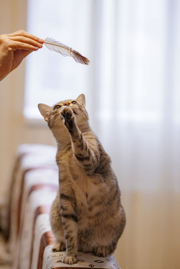 chat séance de jeu