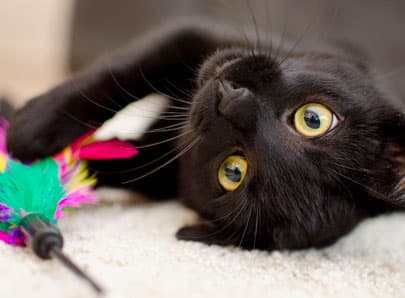 chat noir jeu