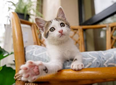 chaton blanc et beige qui joue