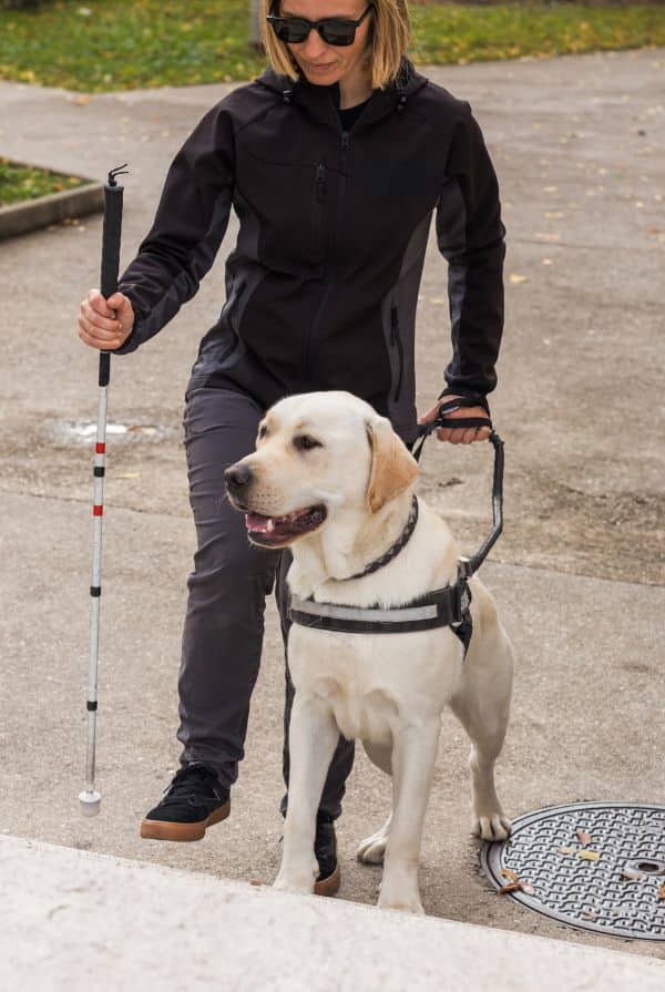 chien guide auprès d'une malvoyante